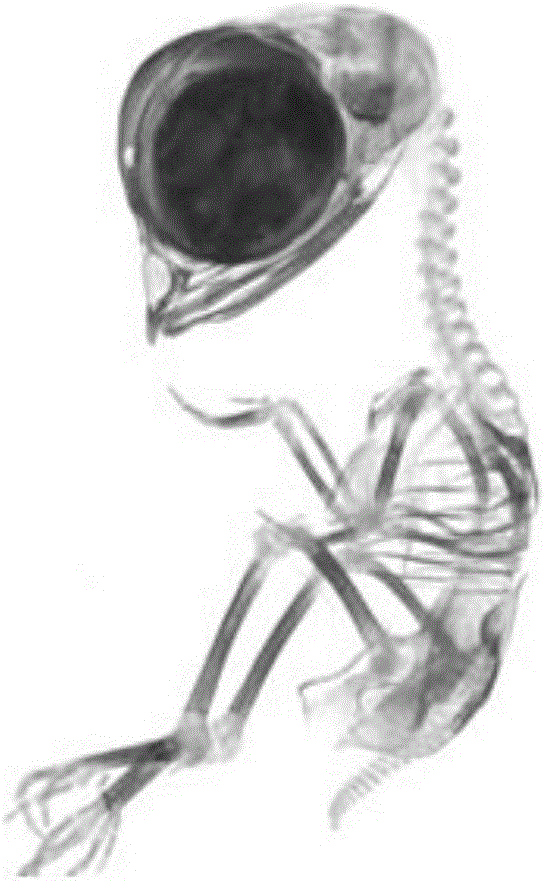 Production method of colorful bone sample