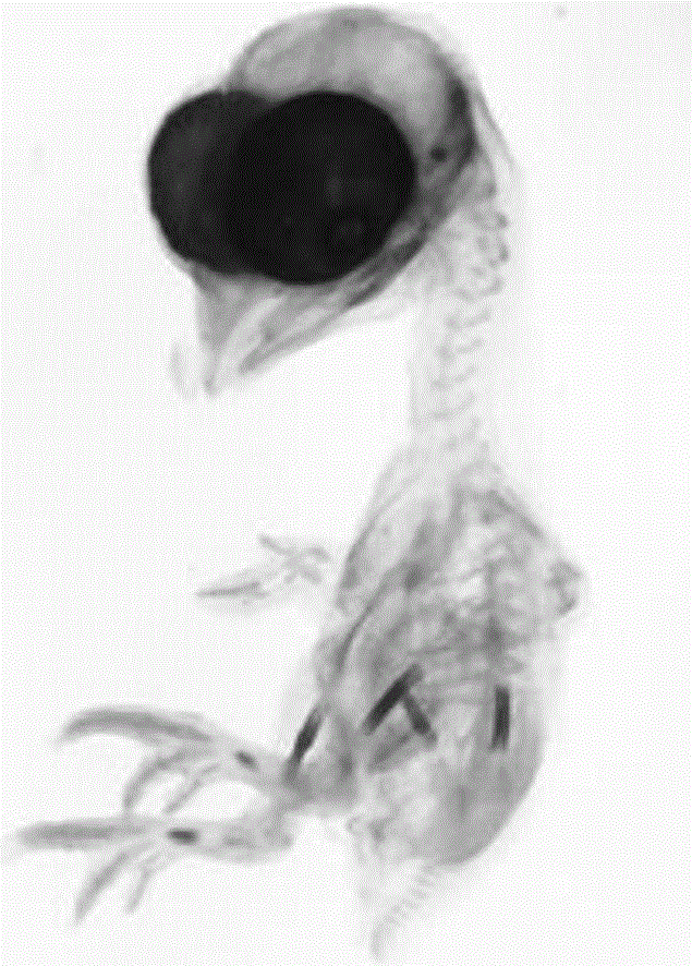 Production method of colorful bone sample