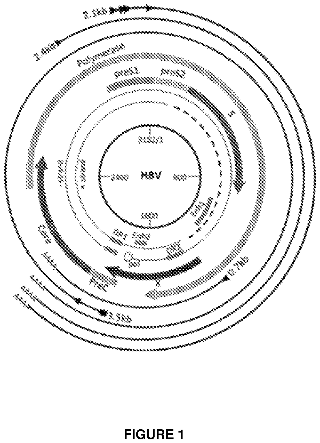 Engineered meganucleases specific for recognition sequences in the hepatitis B virus genome