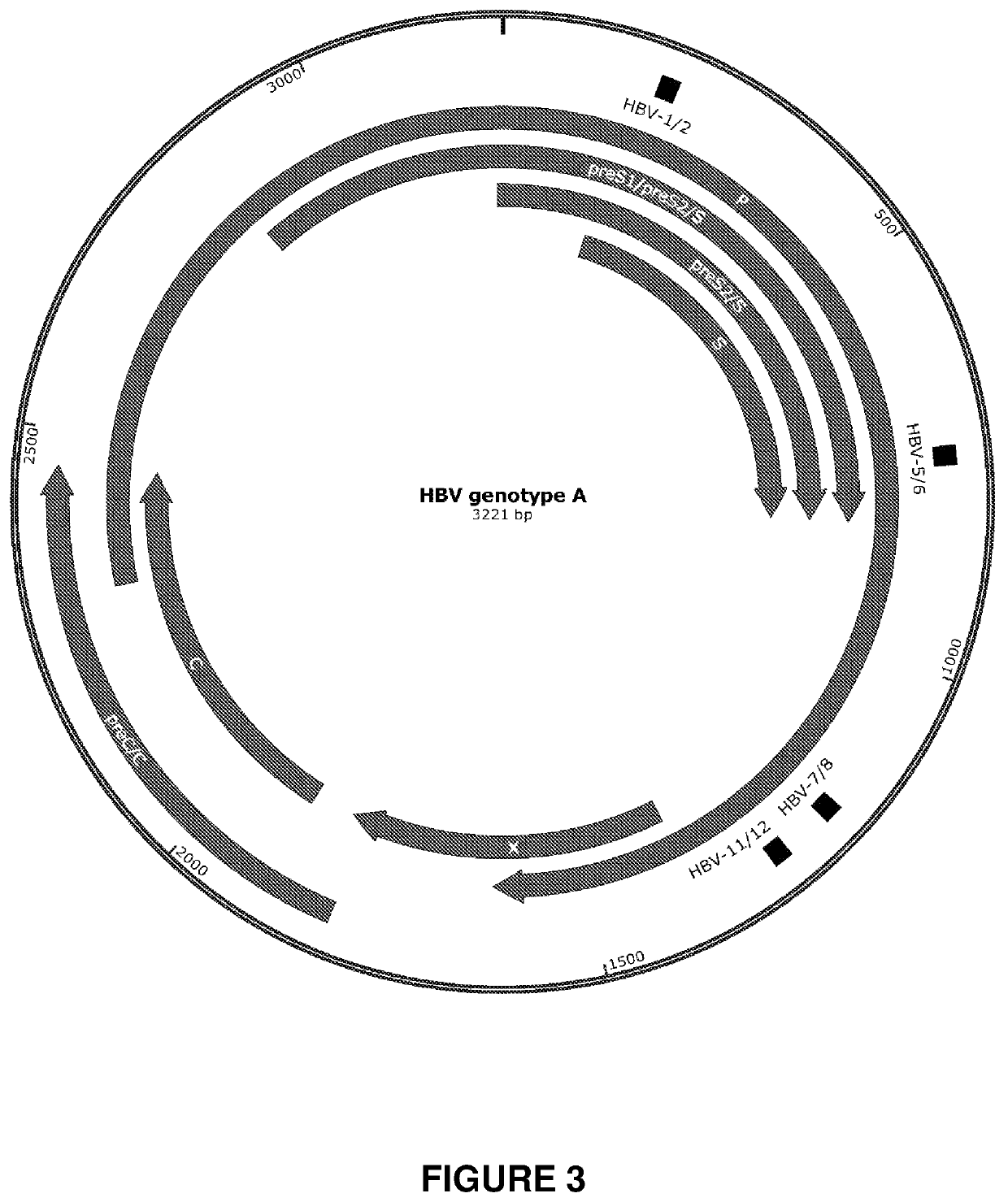 Engineered meganucleases specific for recognition sequences in the hepatitis B virus genome