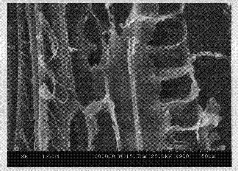 Soybean protein-calcium carbonate nano-adhesive as well as preparation method and application thereof