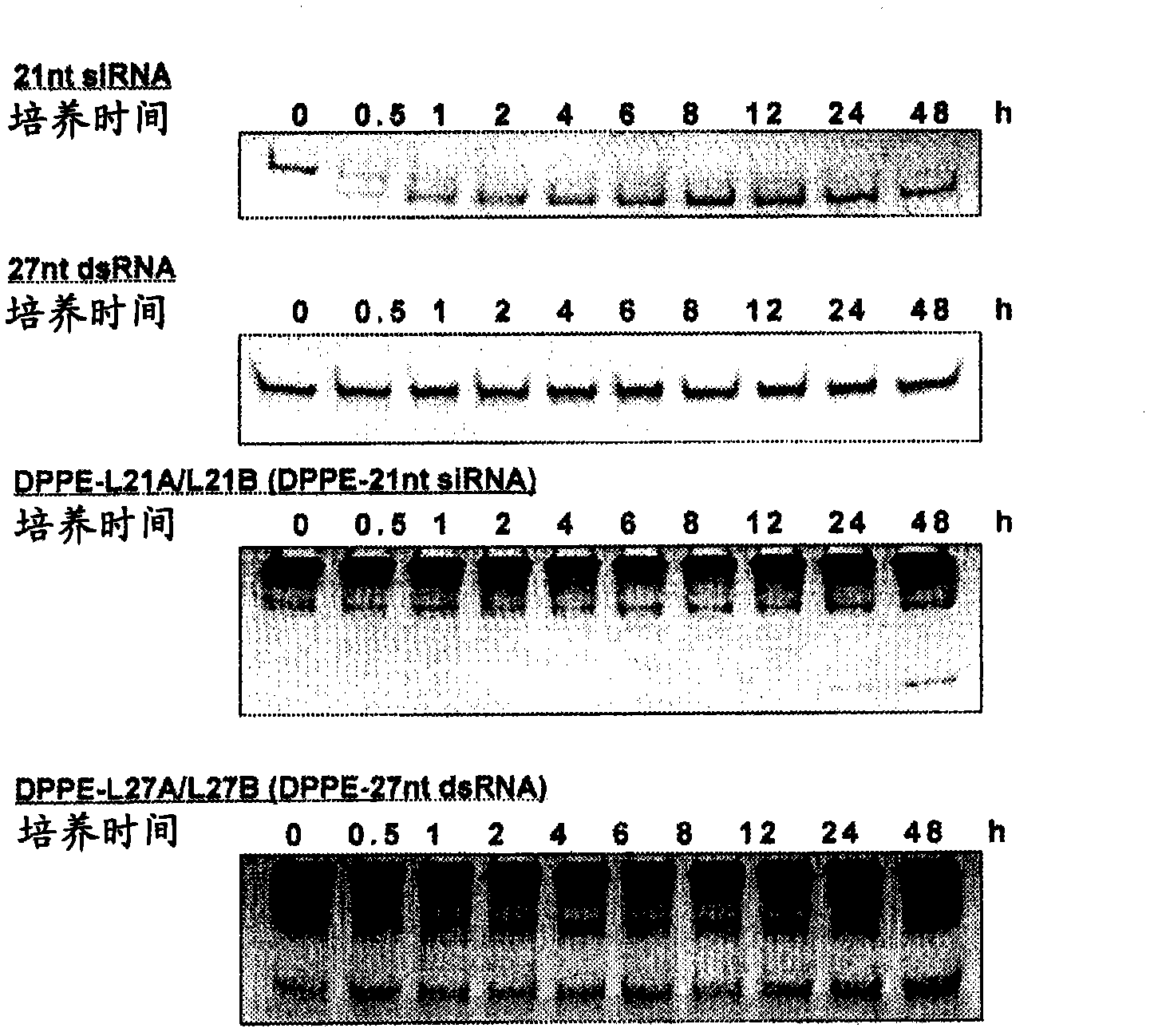 Double-stranded lipid-modified RNA having high RNA interference effect