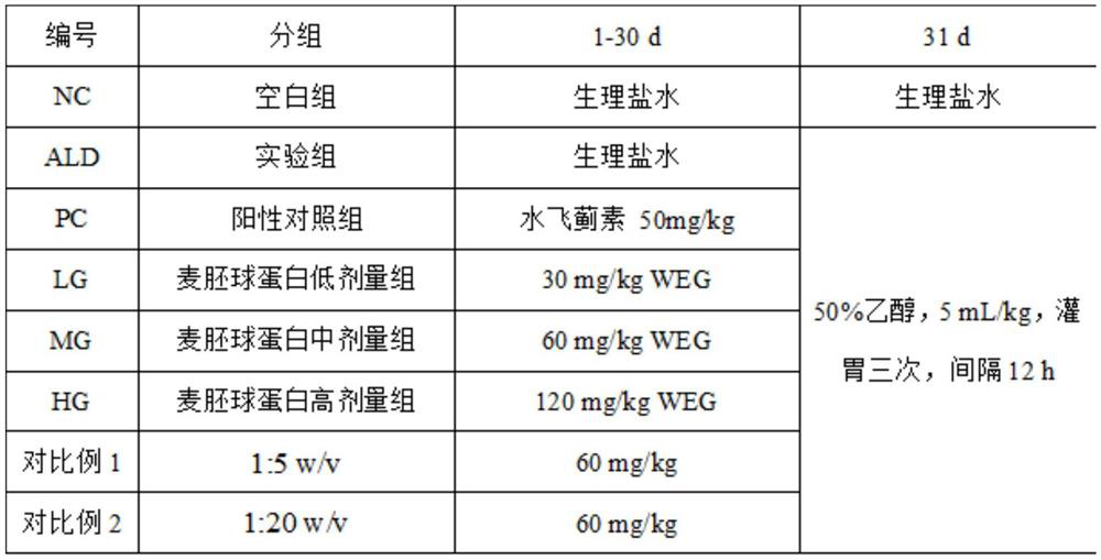 Preparation method of plant functional protein and application of plant functional protein in protection of acute alcoholic liver injury