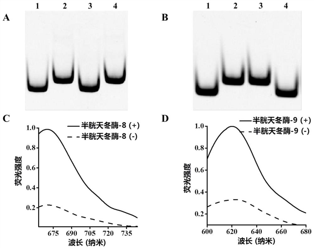 Exonuclease III-driven three-dimensional DNA nanomachines and their applications