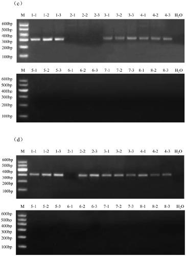 A method for extracting microbial genome dna from poplar wood