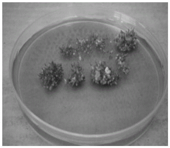 A kind of proliferation preservation method and culture medium of dendrobium officinale somatic embryo