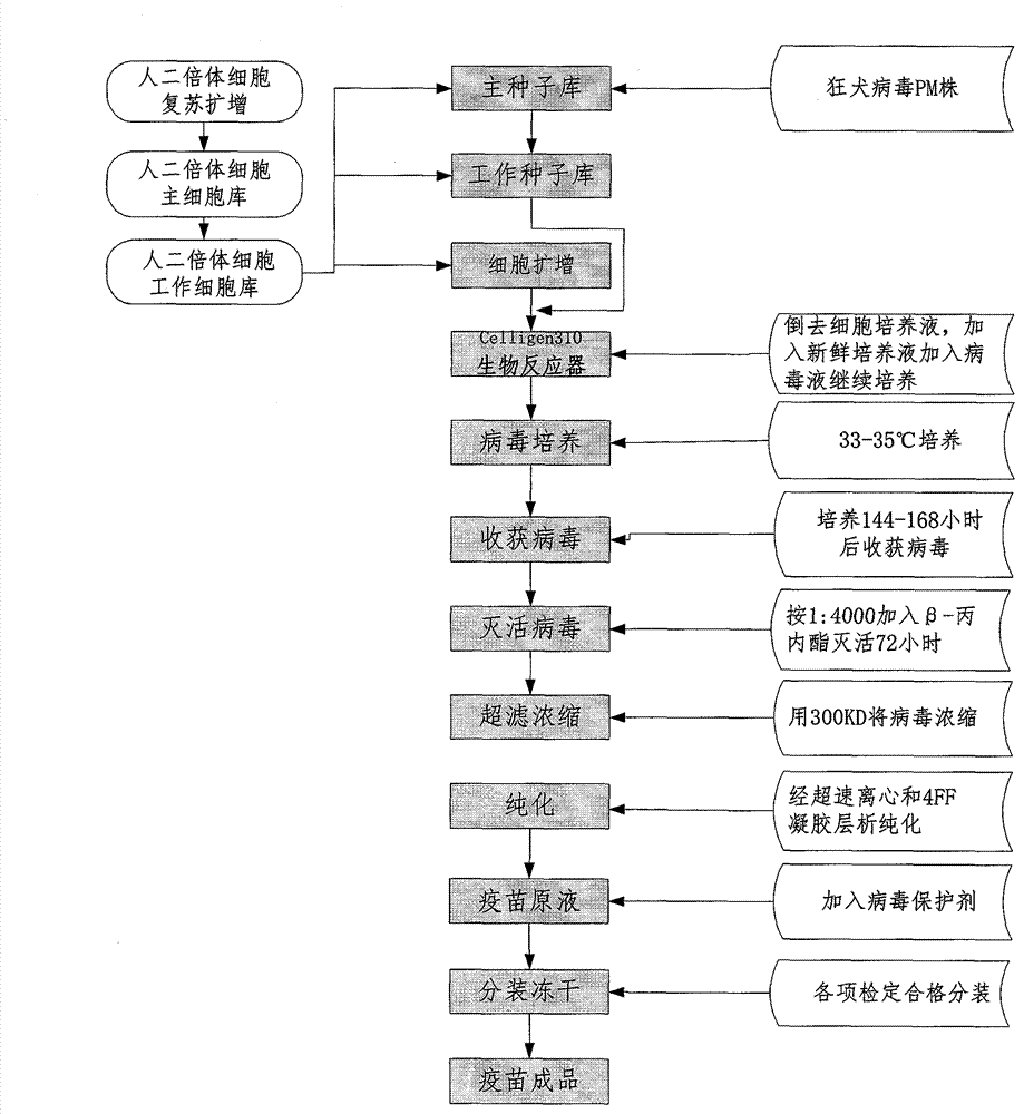 Process for preparing human diploid cell rabies vaccine through Celligen310 bioreactor