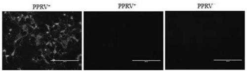 Peptides des petits ruminants virus hn protein antigen epitope peptide h362 and its determination, preparation method and application