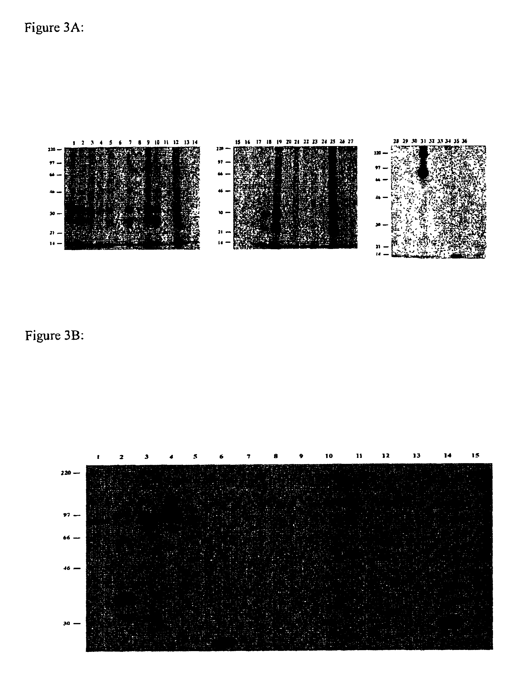 Anti-HLA-DA antibodies and the methods of using thereof