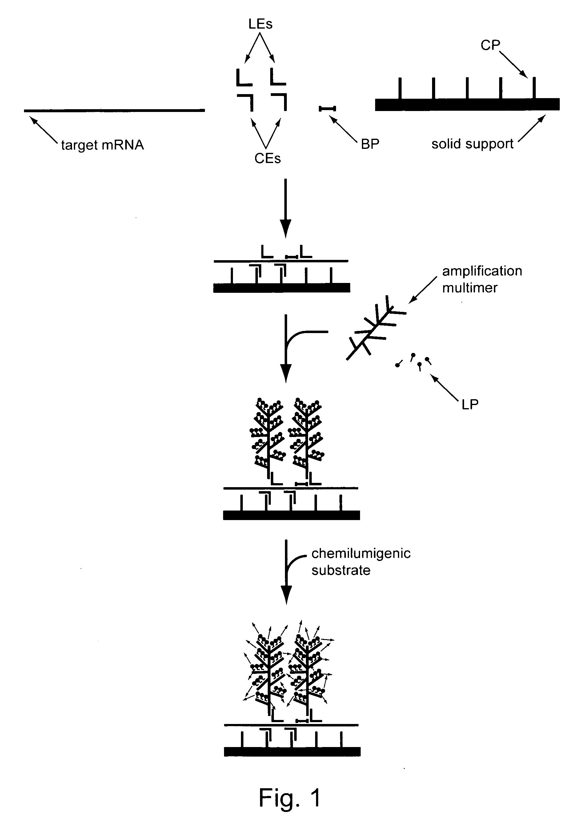 Assays for determining telomere length and repeated sequence copy number