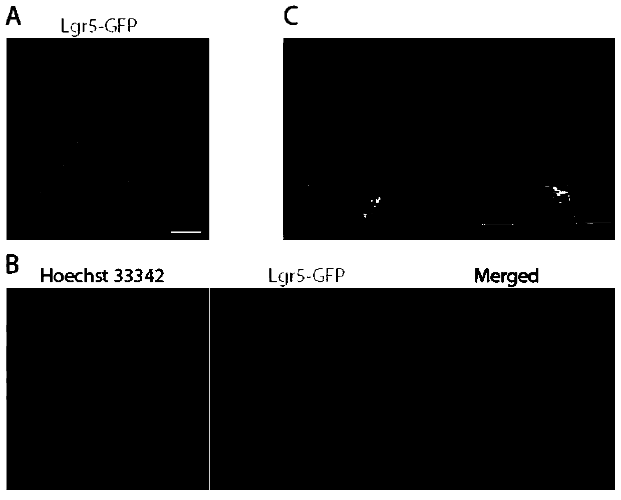 Improved fluorescent protein transgenic mouse tissue fluorescence imaging method