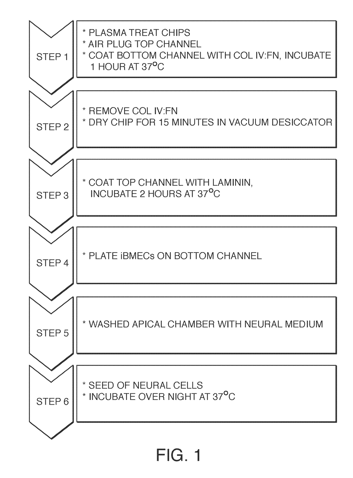 Microfluidic Model Of The Blood Brain Barrier