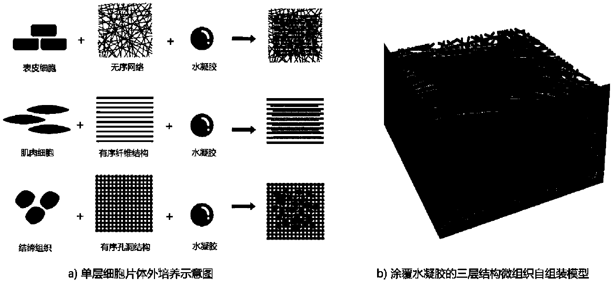 Assembled biological micro-tissue