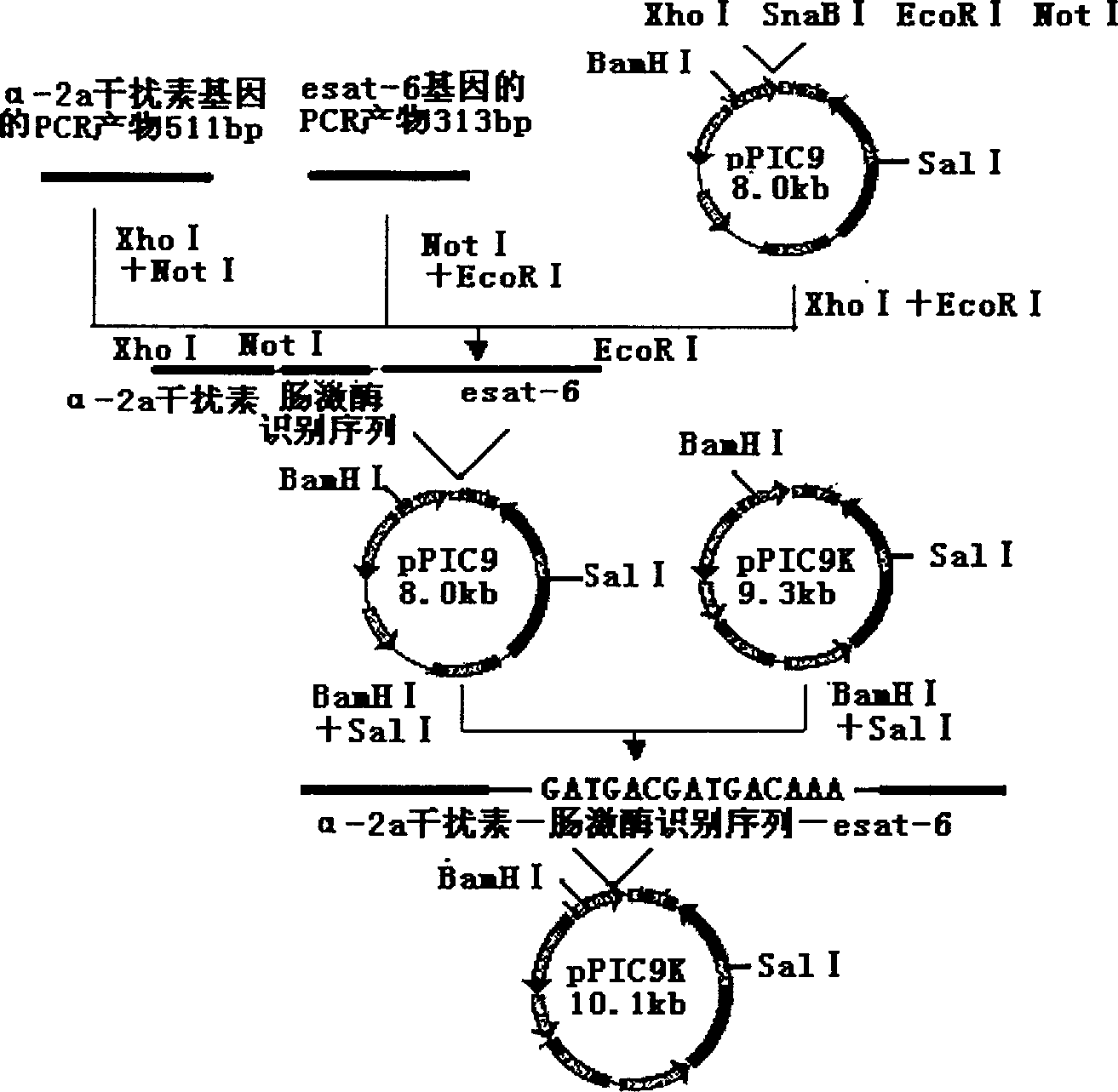 Fusion expression method of mycobacterium tuberculosis ESAT-6 protein in pichia