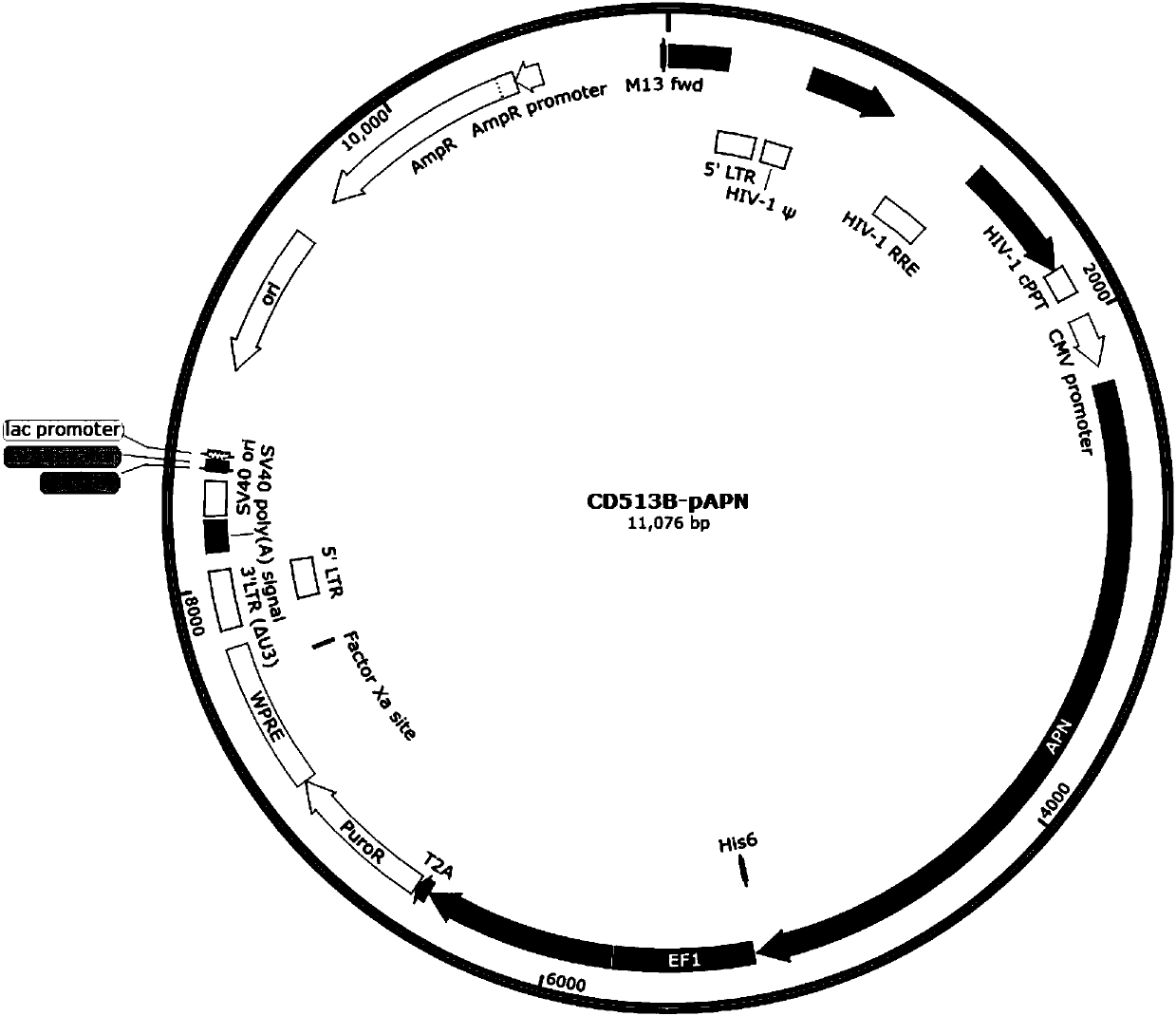 Vero-pAPN (Porcine Aminopeptidase N) cell line and preparation method thereof