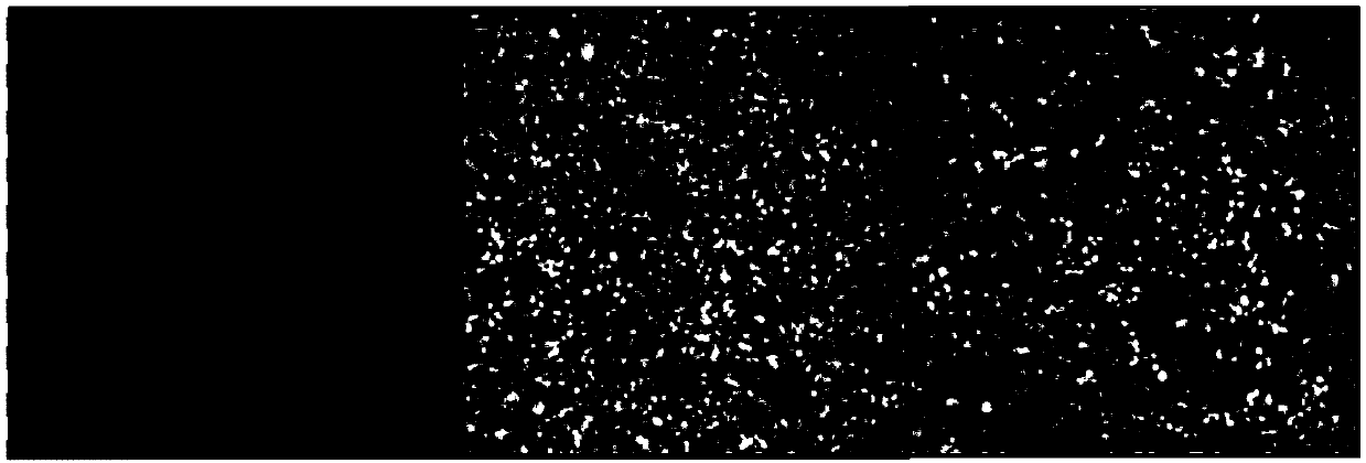 Vero-pAPN (Porcine Aminopeptidase N) cell line and preparation method thereof