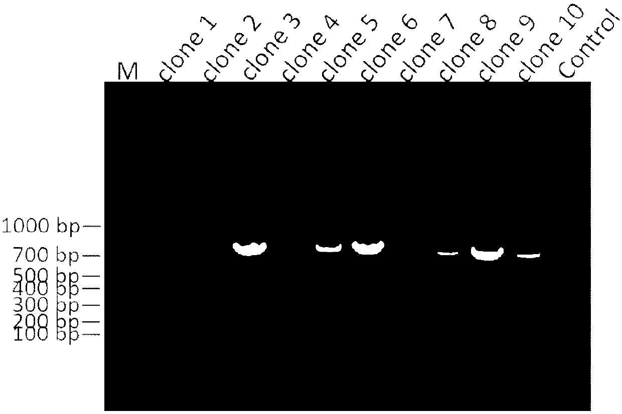 Vero-pAPN (Porcine Aminopeptidase N) cell line and preparation method thereof