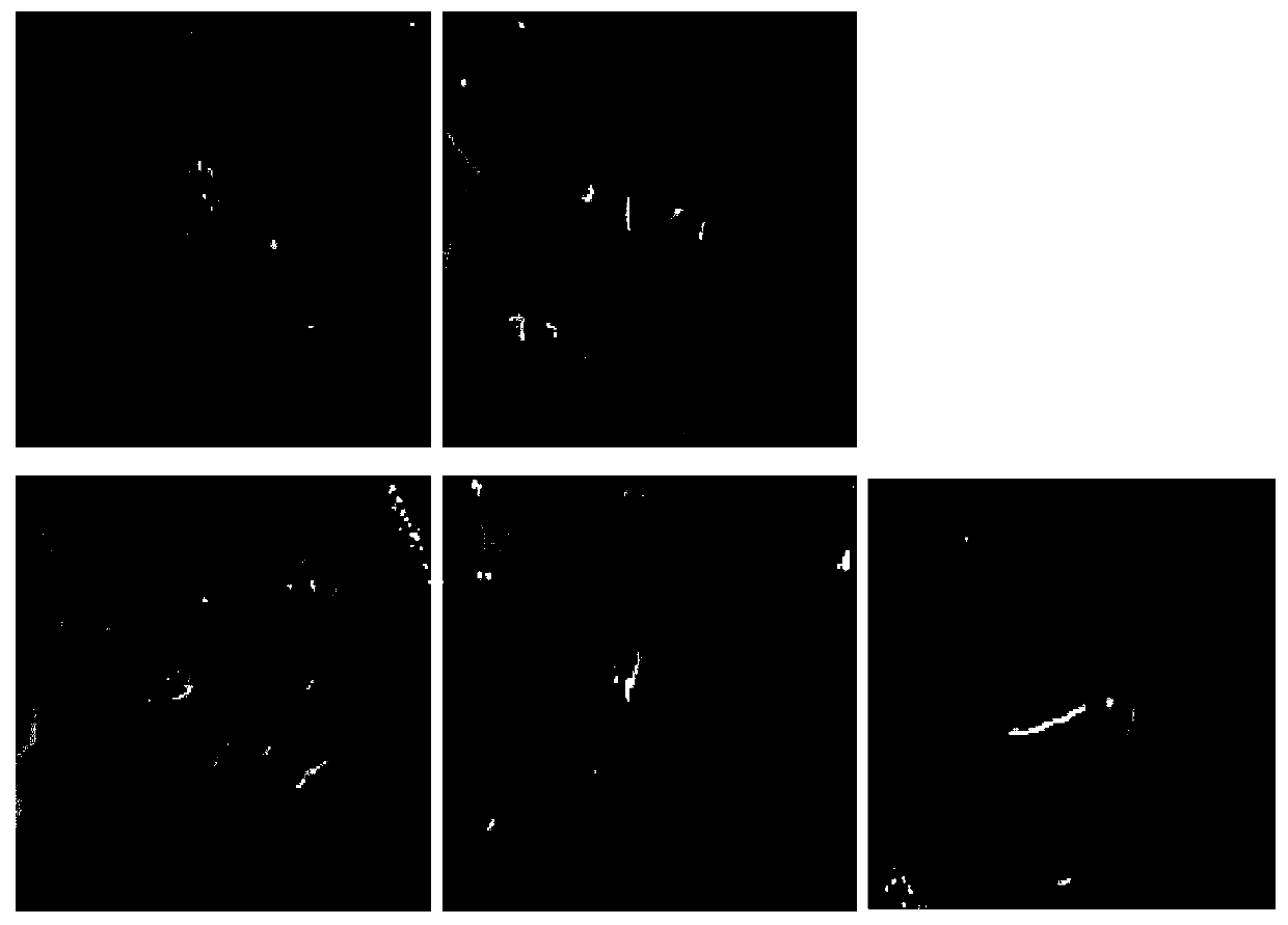 Functional feed for relieving winter syndromes of fugu rubripes