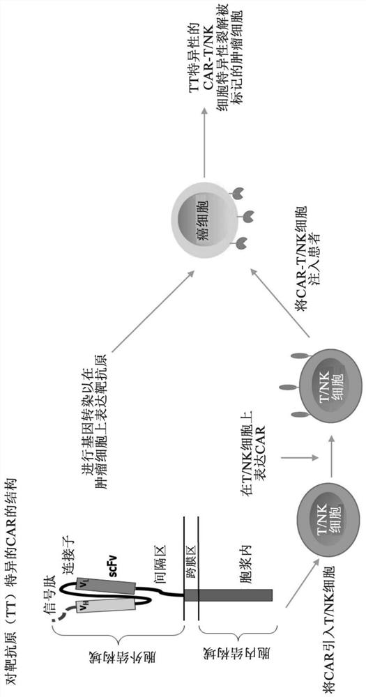 Therapeutic agent and application thereof comprising nucleic acid and car-modified immune cells