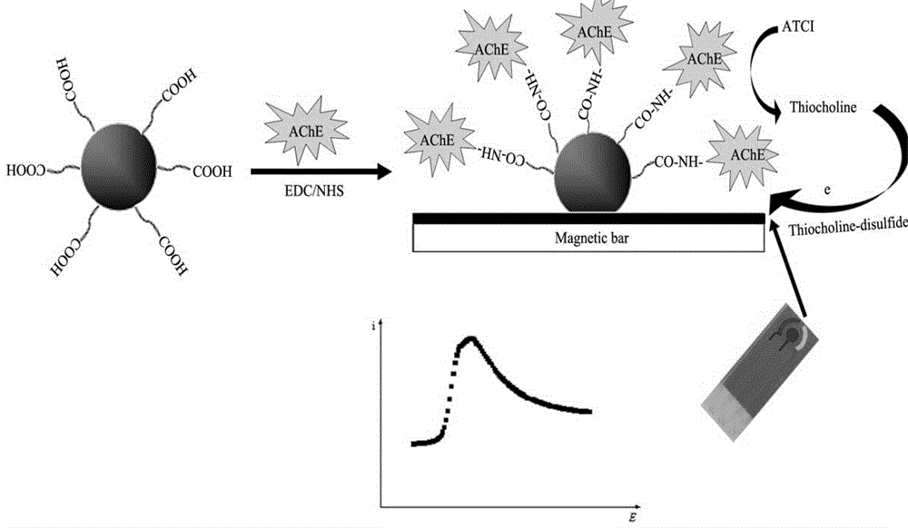 Biosensor achieving AChE oriented immobilization and preparation method and application of biosensor