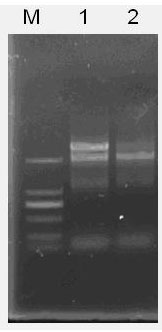 Seed-specific promoter separated from soybean and applications thereof