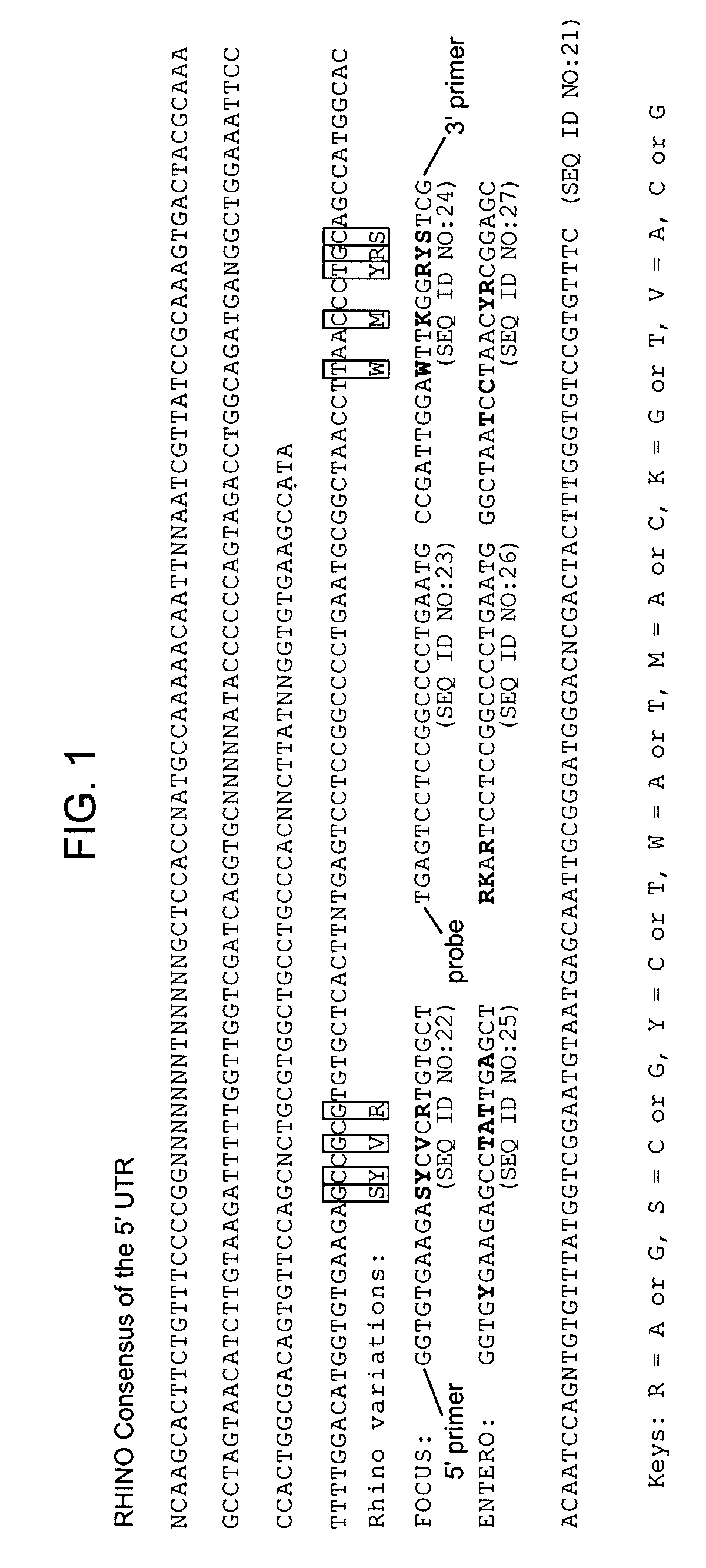 Methods and compositions for detecting rhinoviruses