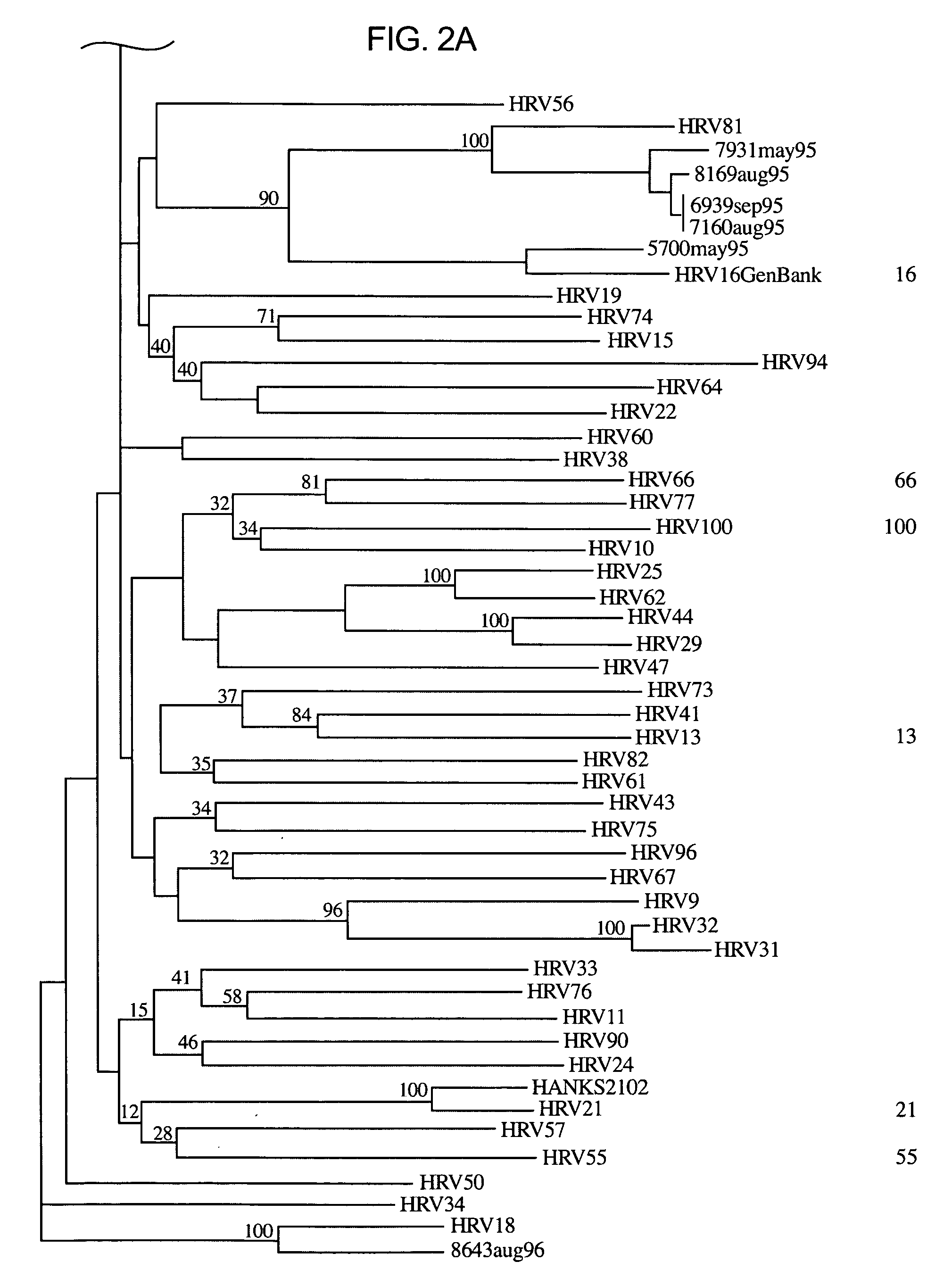 Methods and compositions for detecting rhinoviruses