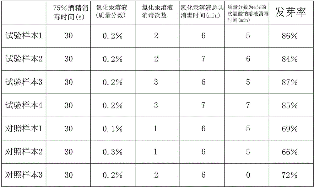 Cymbidium sinense culture and propagation method