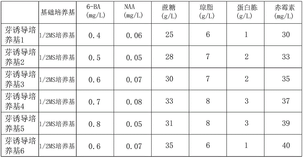 Cymbidium sinense culture and propagation method