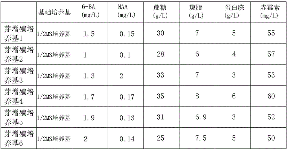 Cymbidium sinense culture and propagation method