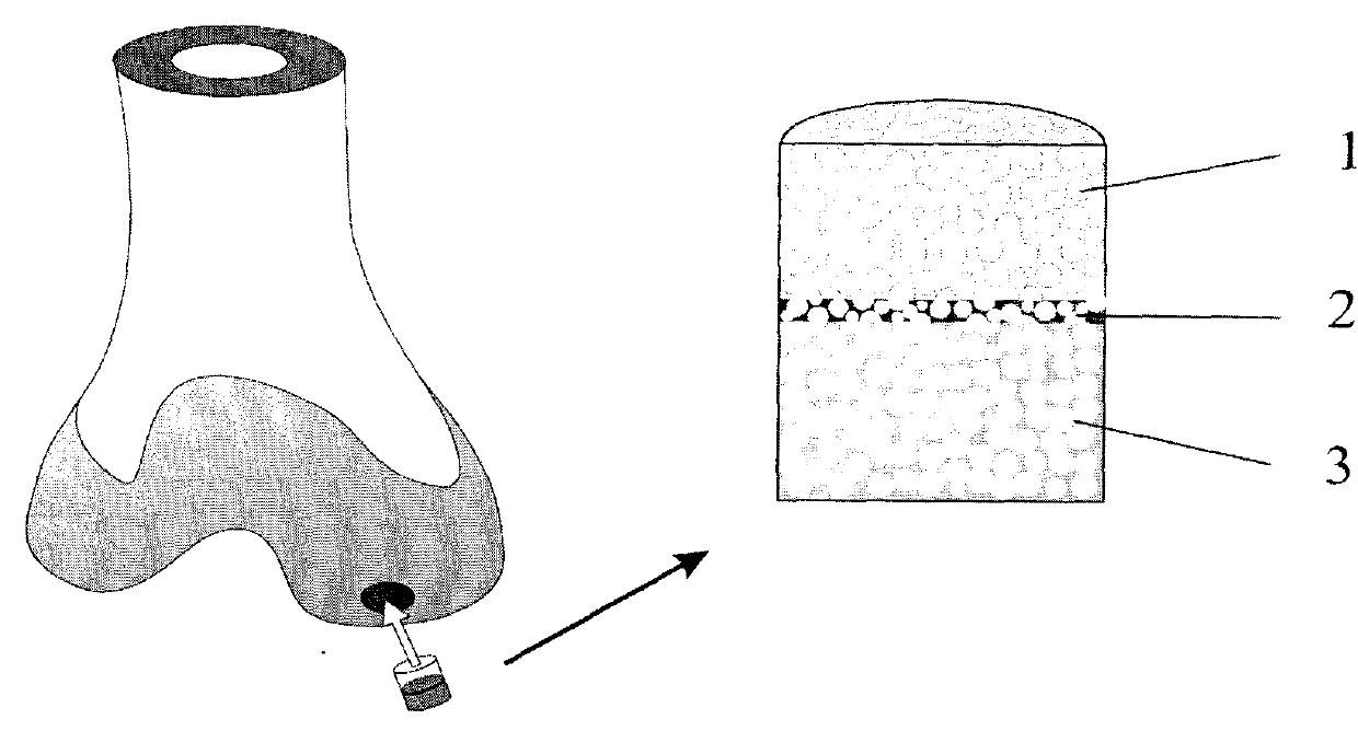 Multi-layer porous scaffold and preparation method thereof