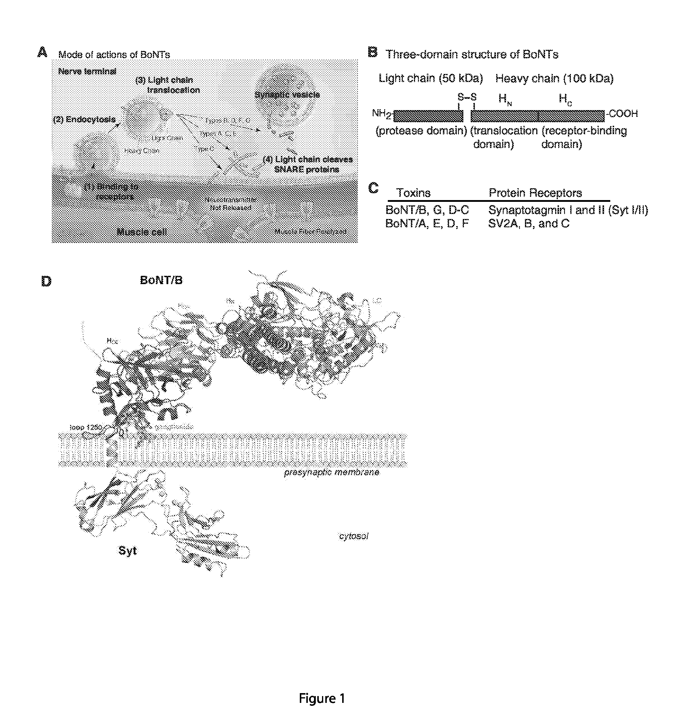 Engineered botulinum neurotoxin