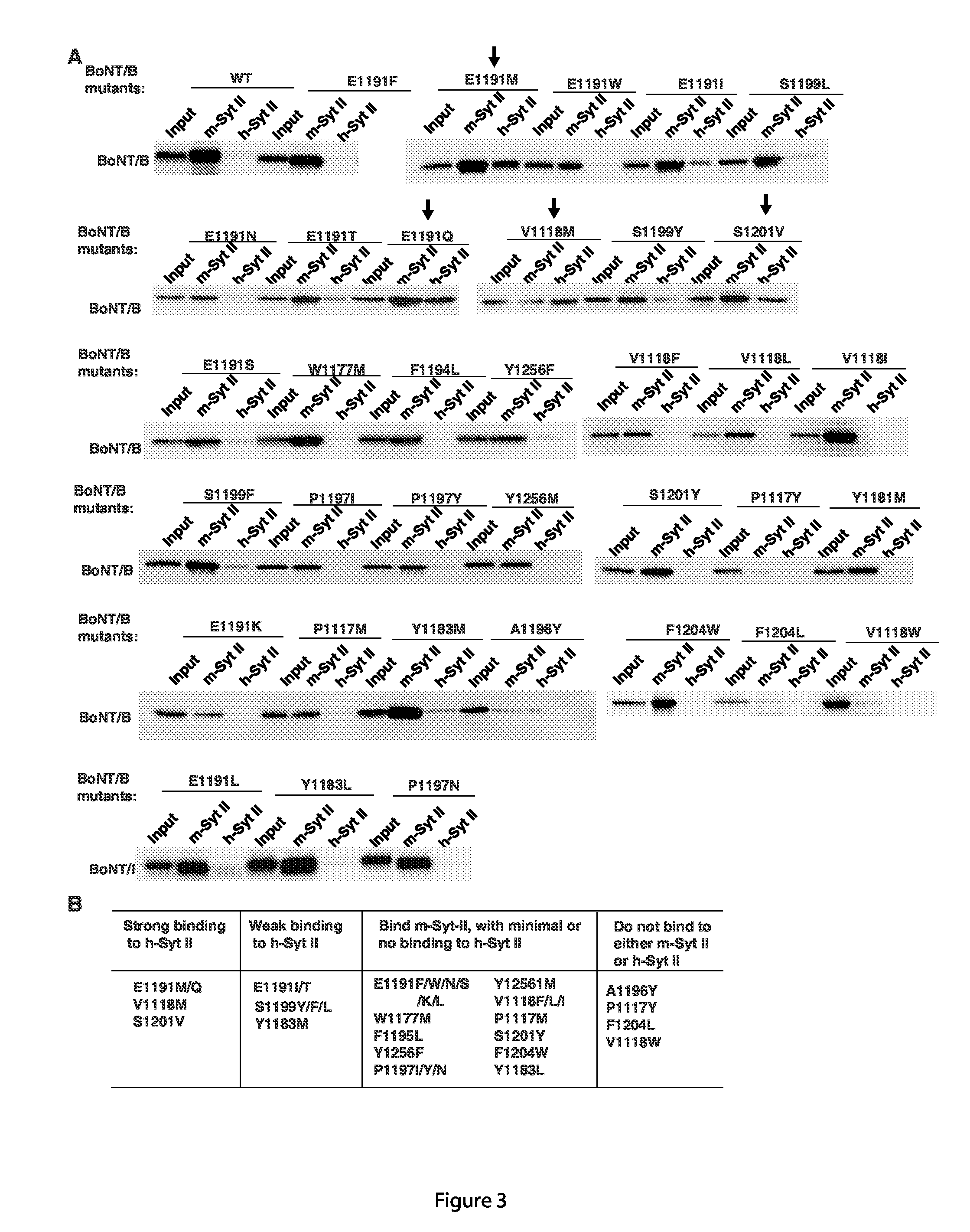 Engineered botulinum neurotoxin