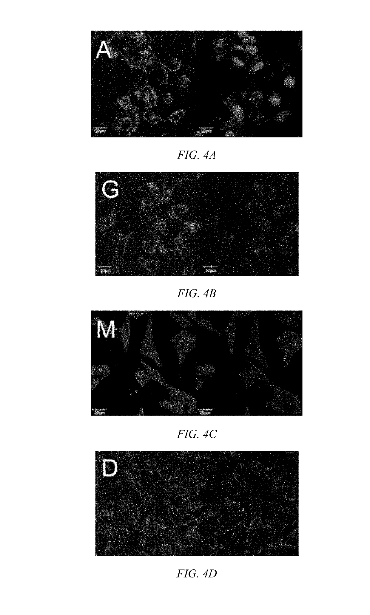 Modulated guanidine-containing polymers or nanoparticles