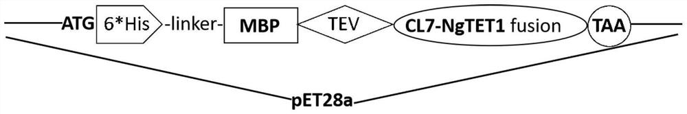 CL7 protein, high-activity recombinant TET enzyme CL7-NgTET1, prokaryotic expression vector and application thereof