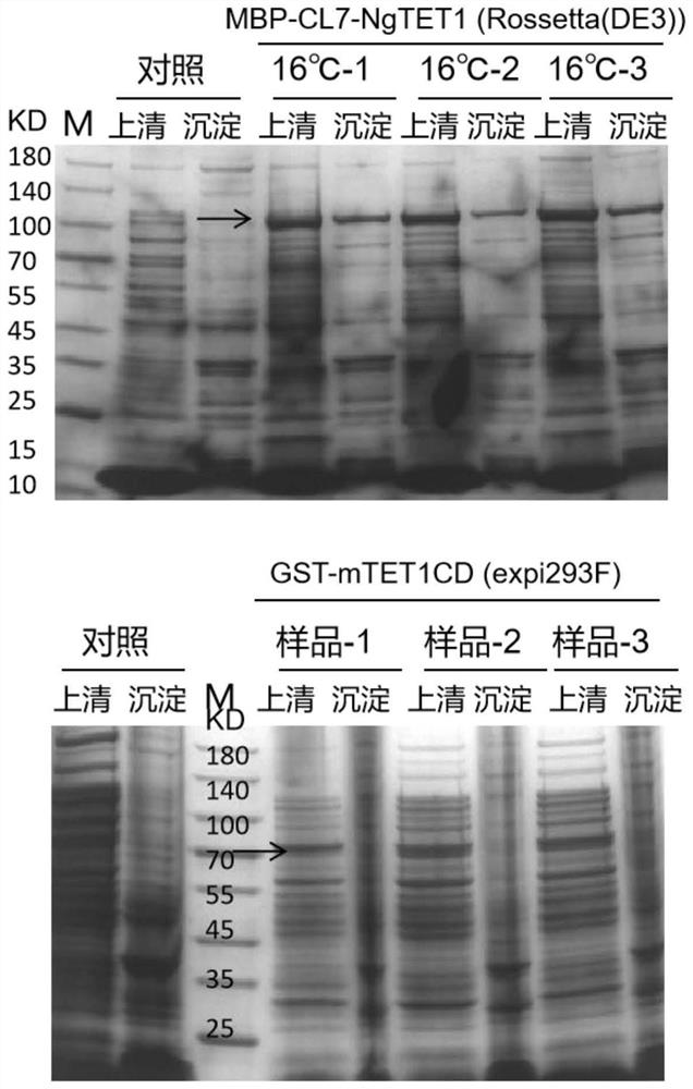 CL7 protein, high-activity recombinant TET enzyme CL7-NgTET1, prokaryotic expression vector and application thereof