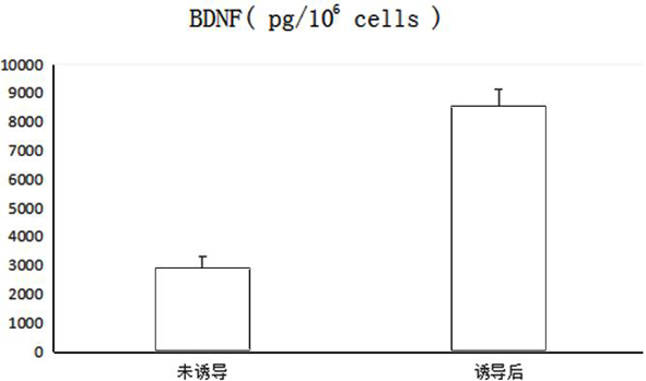 SD rat-derived mesenchymal stem cell induction medium and induction method