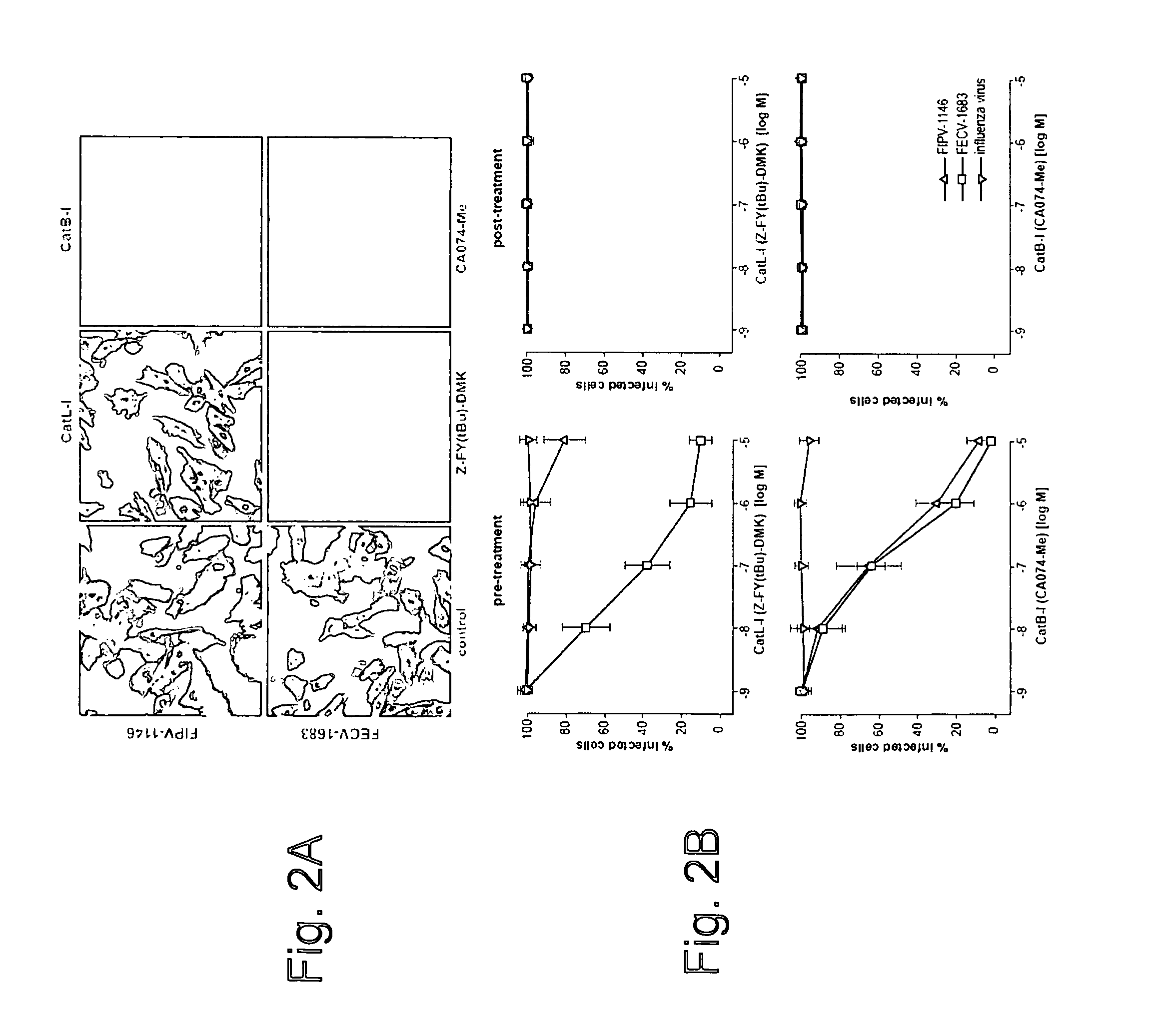 Method for prophylaxis or treatment of feline infectious peritonitis