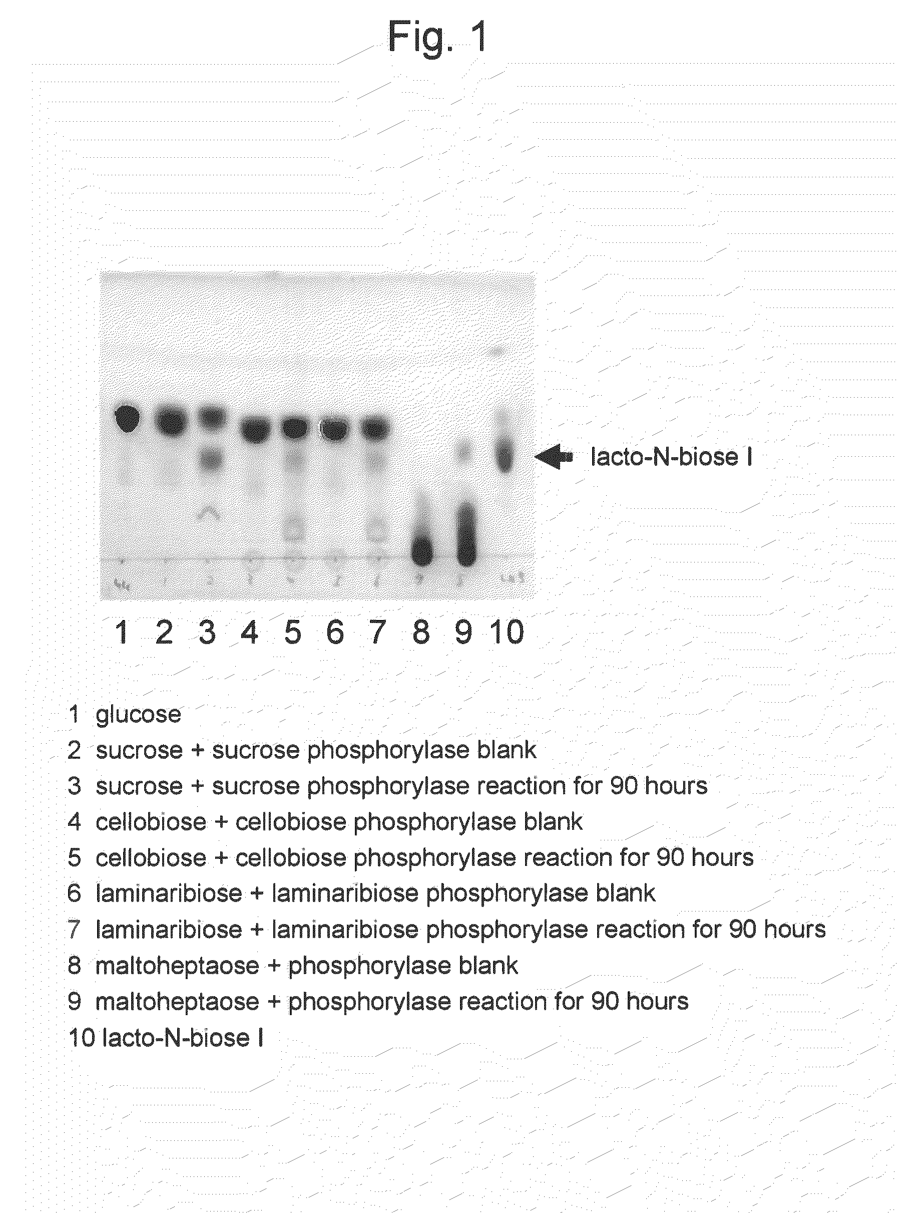 Method for producing lacto-n-biose i and galacto-n-biose