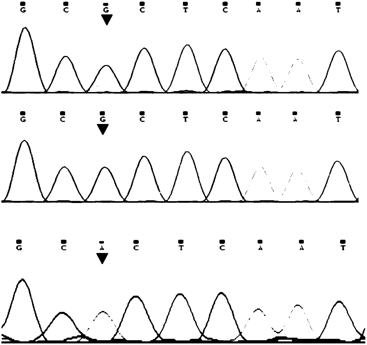 Method for auxiliary detection of growth and carcass traits of cattle by heritable markers of cattle SERPINA3 gene and application thereof