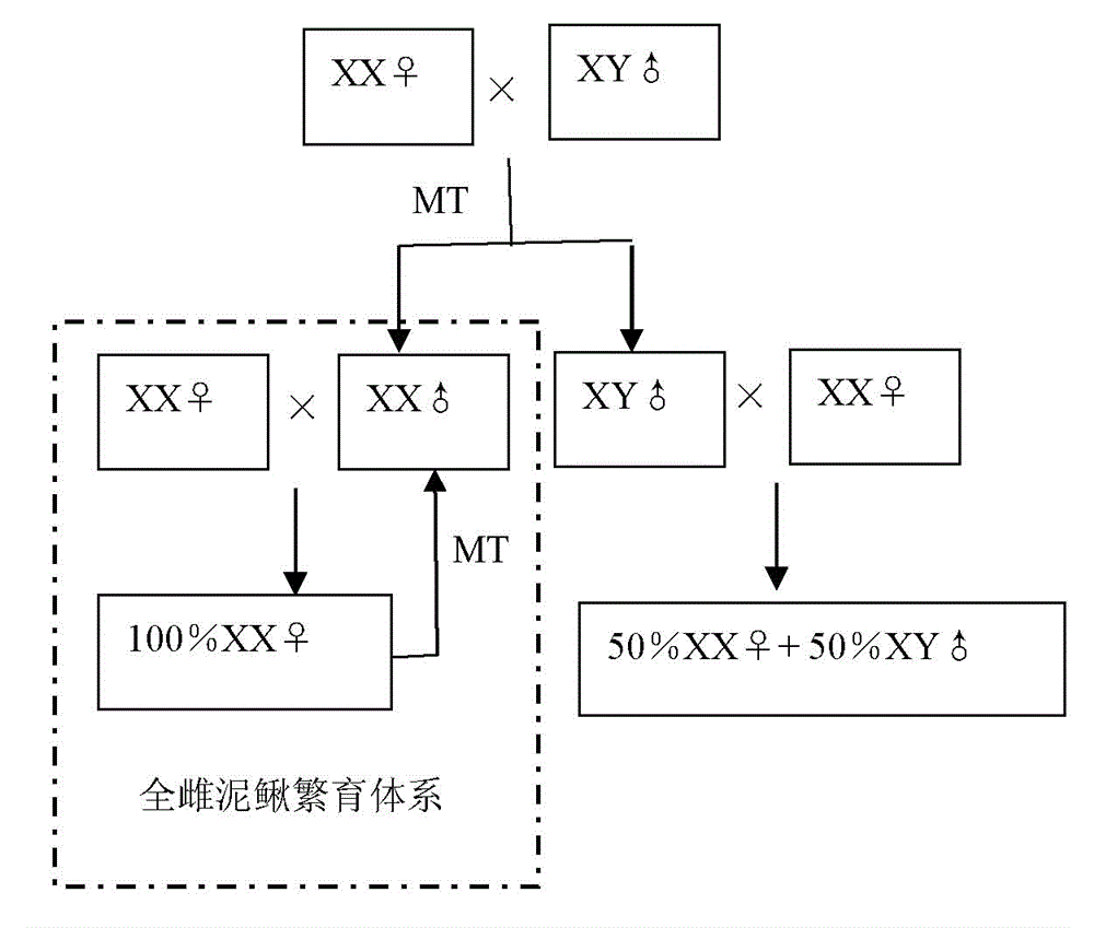 Method for producing gynoecial loaches