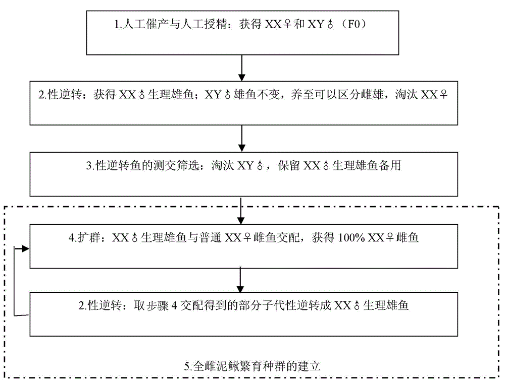 Method for producing gynoecial loaches