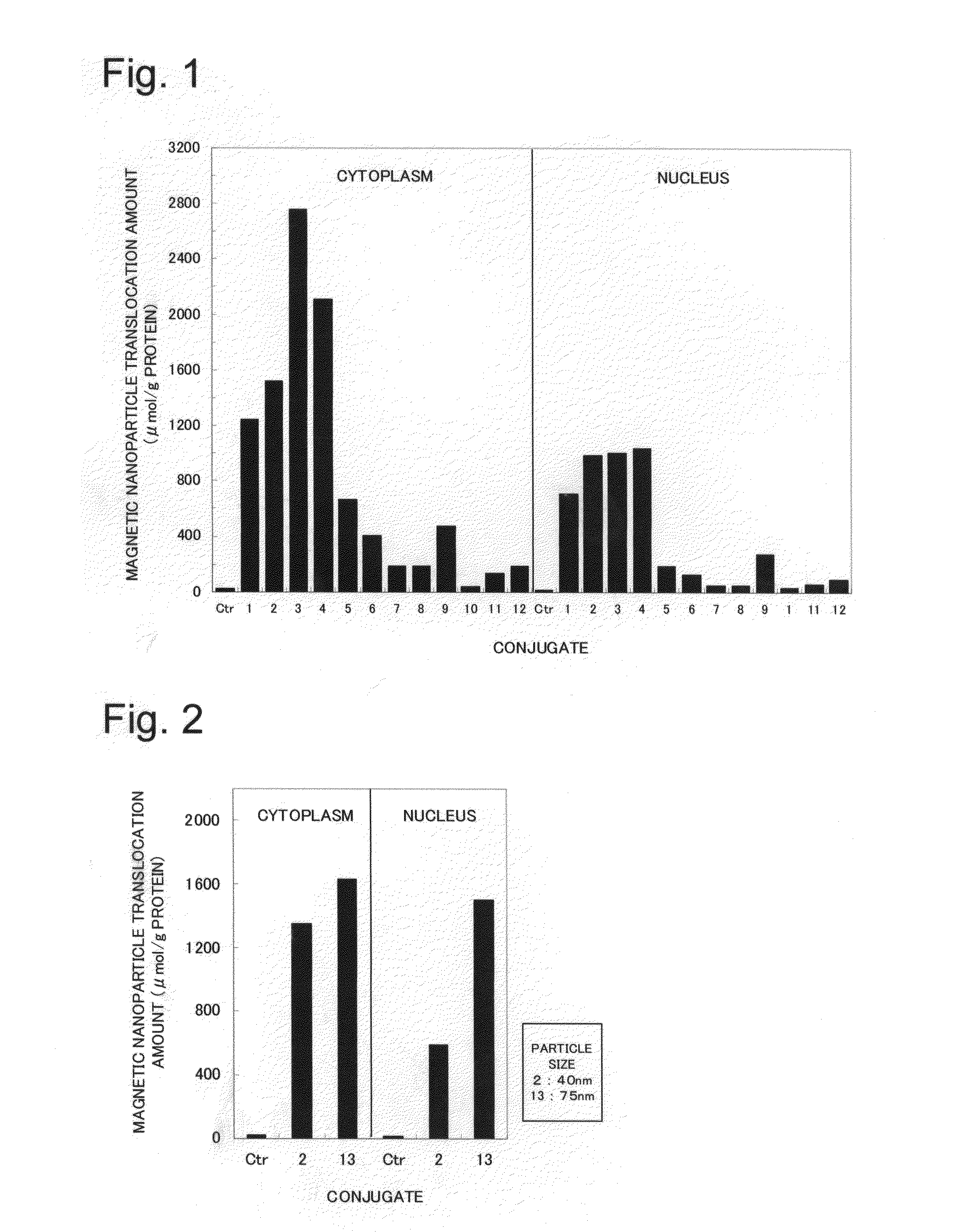 Novel nuclear translocation peptide