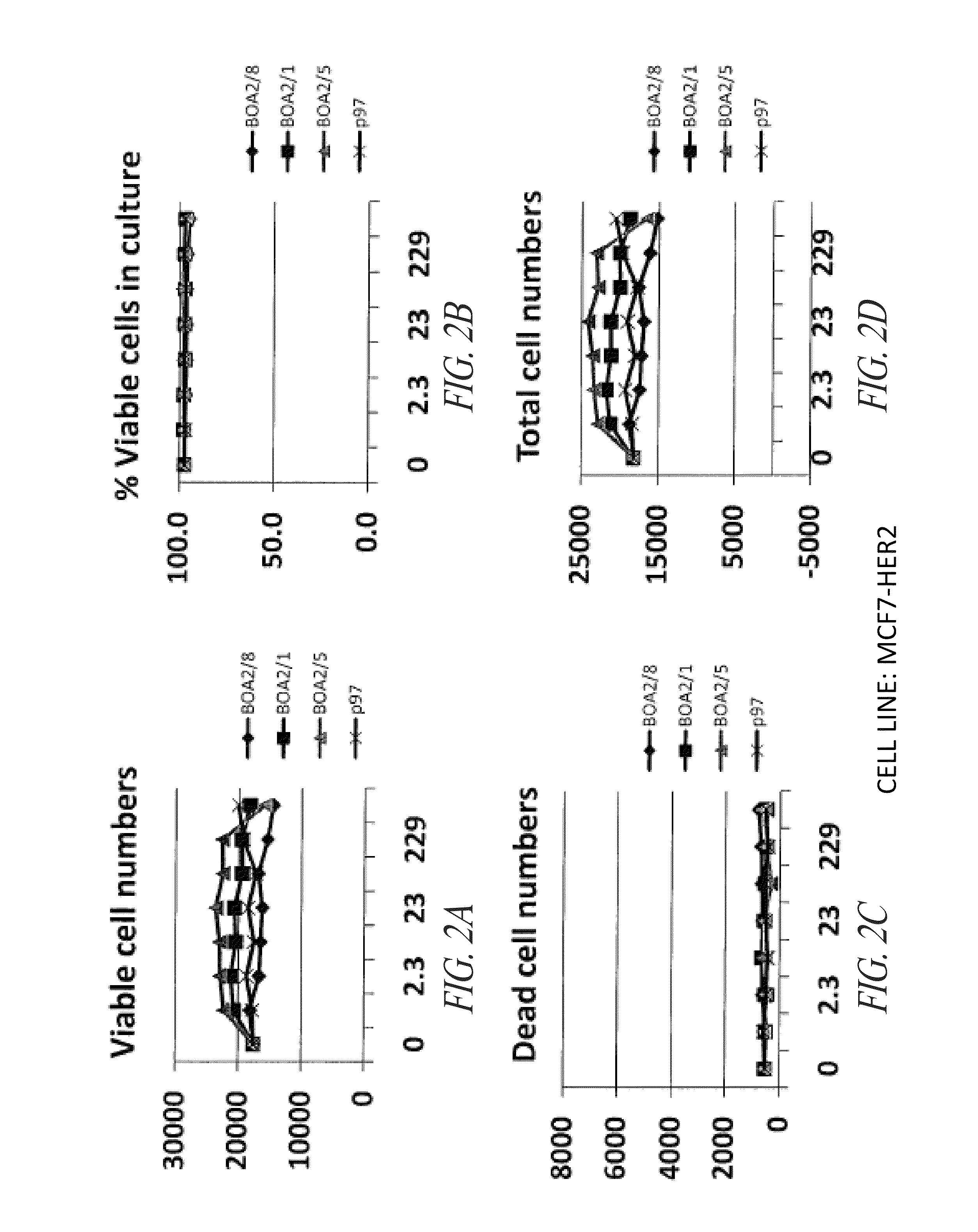 P97-antibody conjugates and methods of use