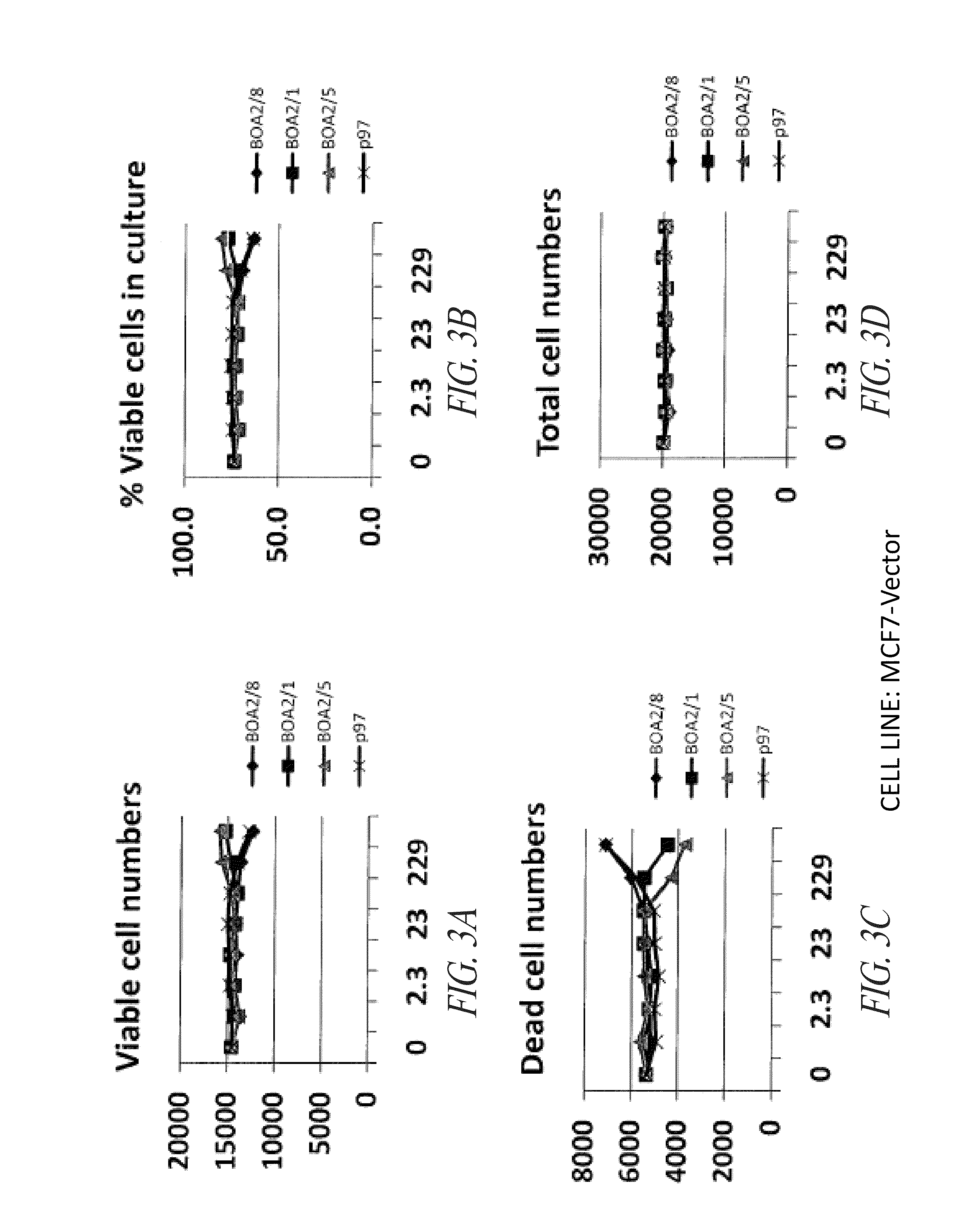 P97-antibody conjugates and methods of use