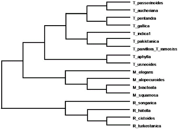 Method for detecting adaptive evolution and structural modeling of rbcL genes of tamaricaceae plants