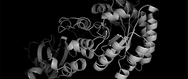 Method for detecting adaptive evolution and structural modeling of rbcL genes of tamaricaceae plants