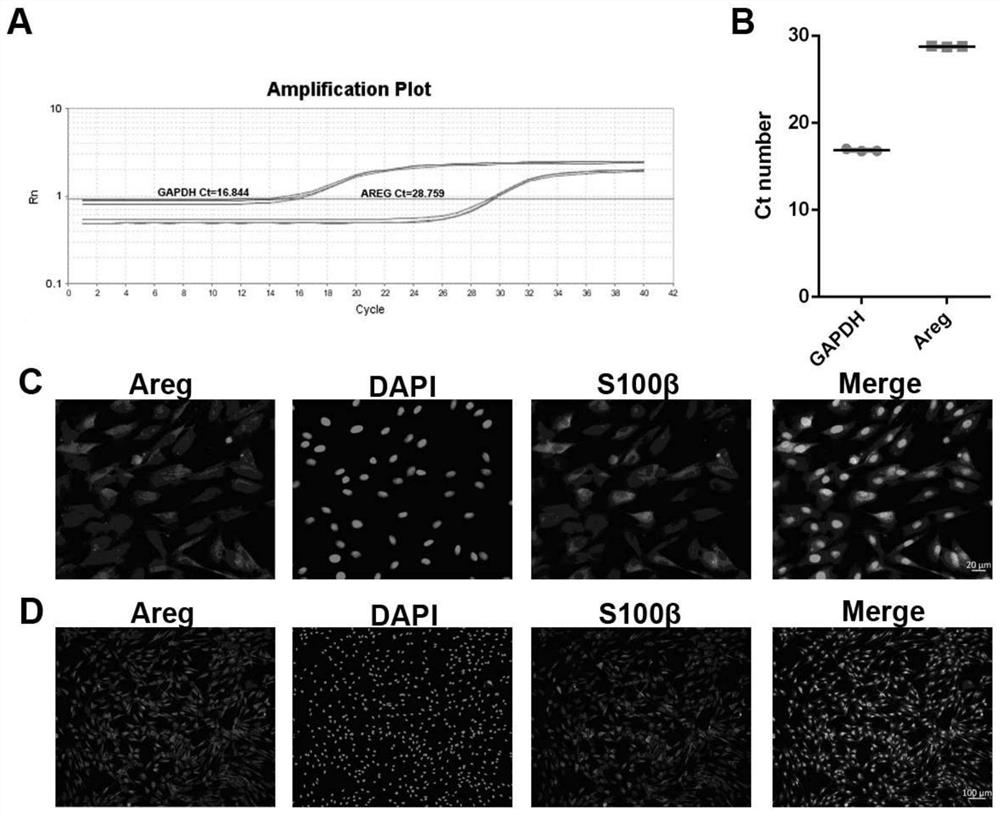 Application of epidermal growth factor Amphiregulin in preparation of Schwann cell regulation drug