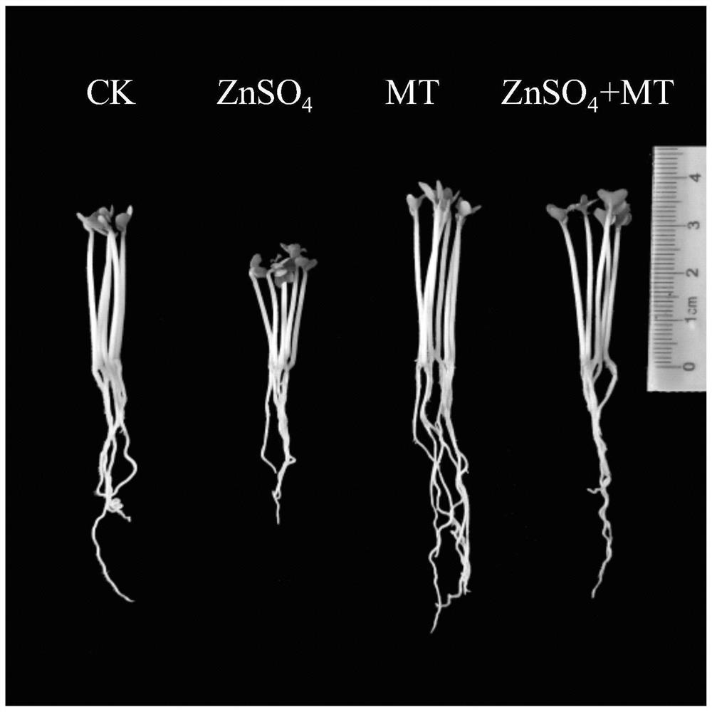 Production method for enriching content of gamma-aminobutyric acid and isothiocyanate in broccoli sprouting vegetables and increasing yield