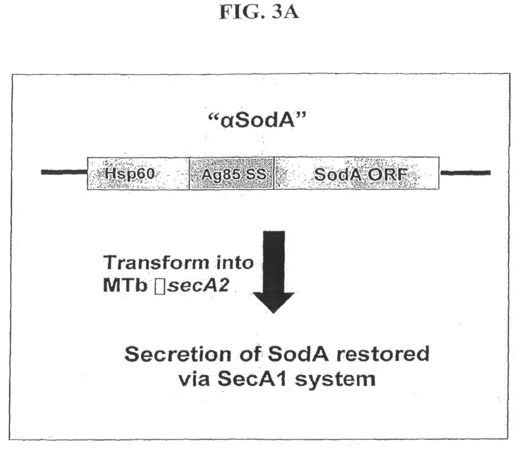 Mycobacterial SecA2 Mutants